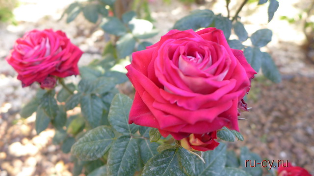 розы на Кипре