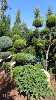 кустарники на Кипре